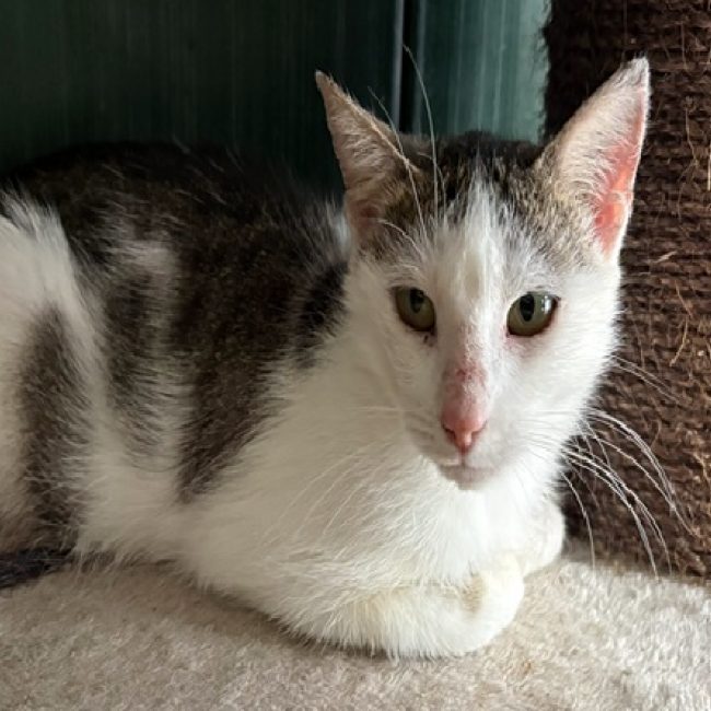 Jayne - Chat Européen à adopter