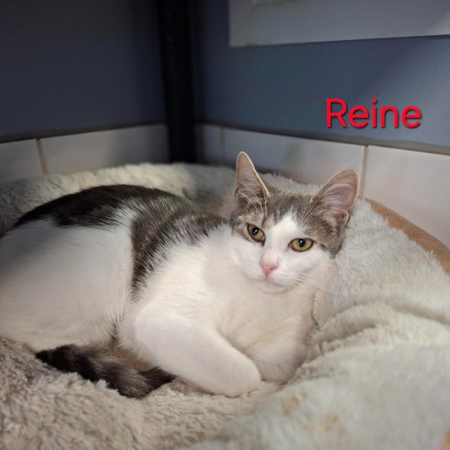 Reine