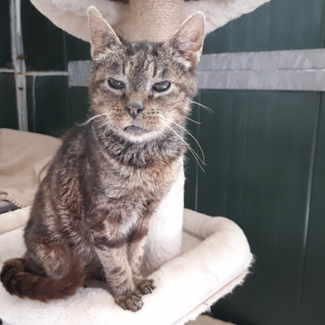 Paulette - Chat Européen à adopter