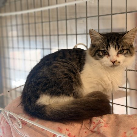 Boudchou - Chat Européen à adopter