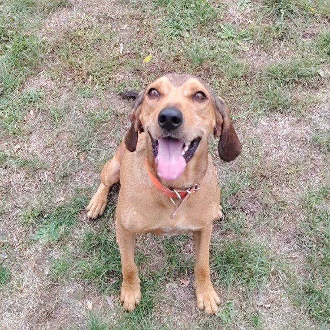 Bruno - Chien Bruno du Jura à adopter
