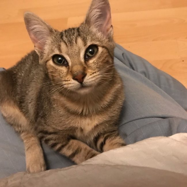 Myla