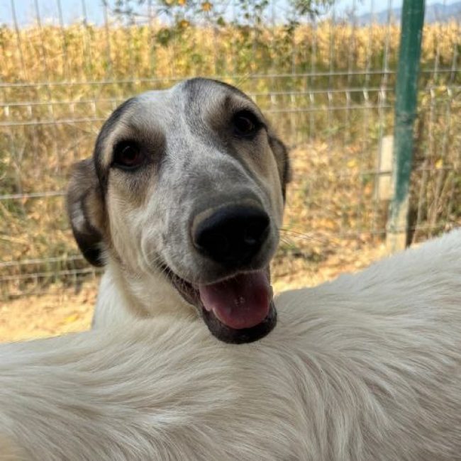 CAPUCCINO - Chien à adopter