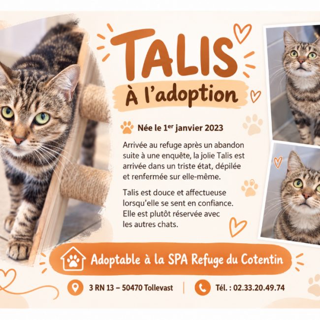 Talis - Chat Européen à adopter