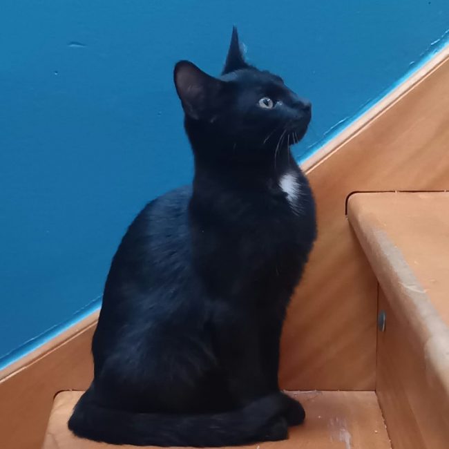 Link - Chat Européen à adopter