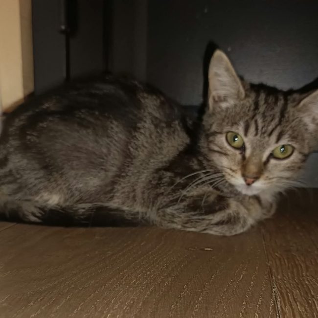 Zelda - Chat Européen à adopter
