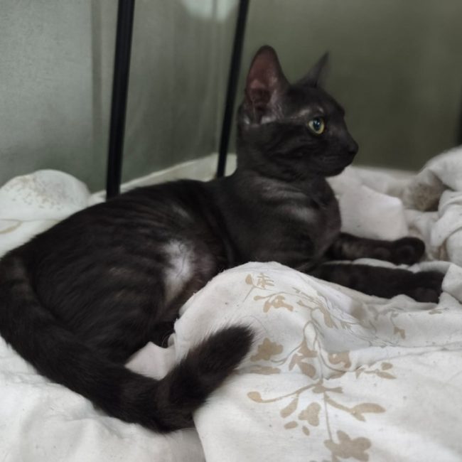Pippa - Chat Européen à adopter