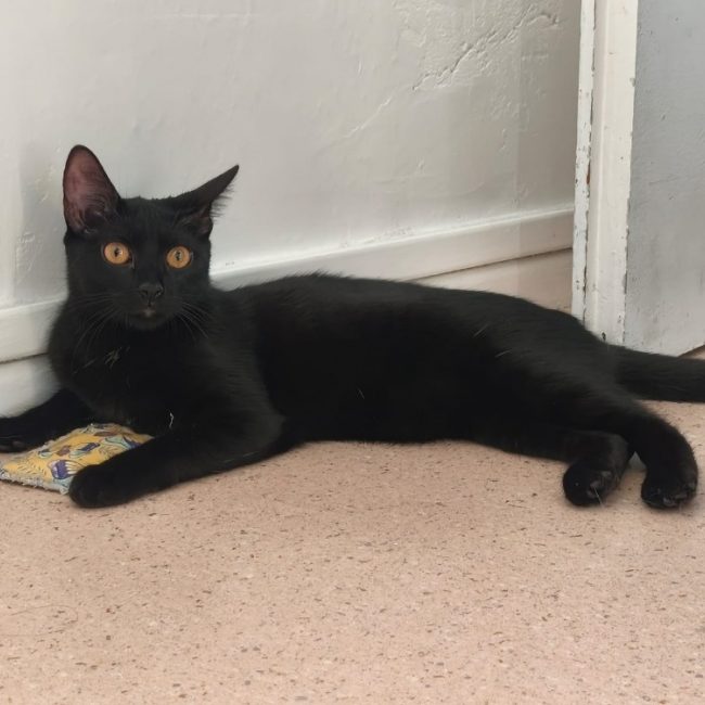 Kate - Chat Européen à adopter