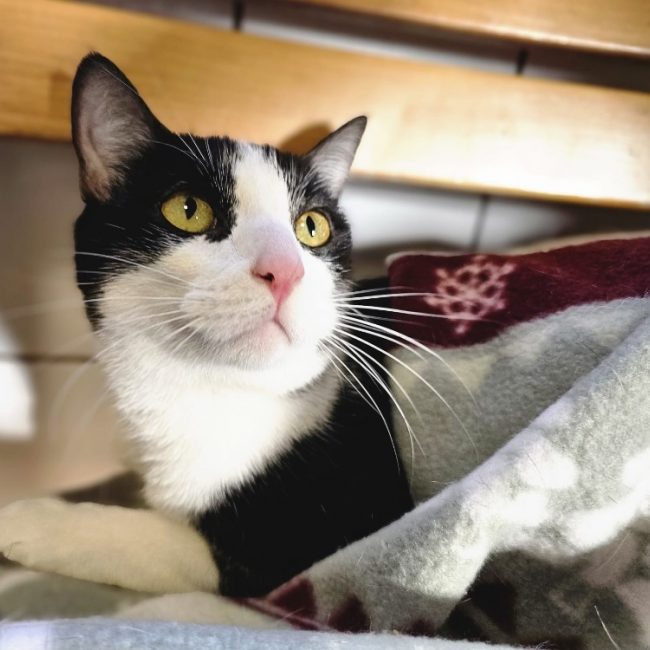 Alonzo - Chat Européen à adopter