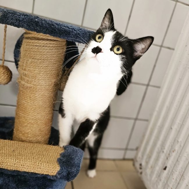 Diam's - Chat Européen à adopter