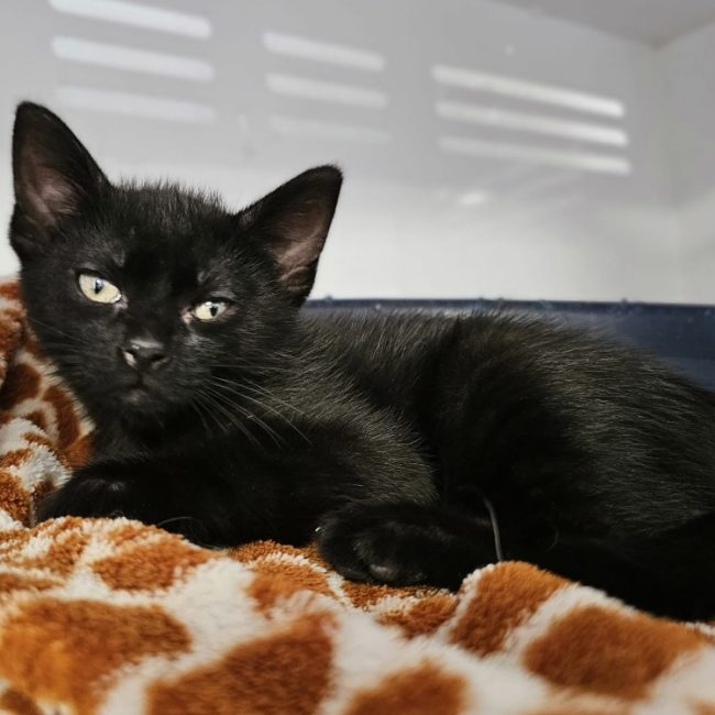 Bacon - Chat Européen à adopter
