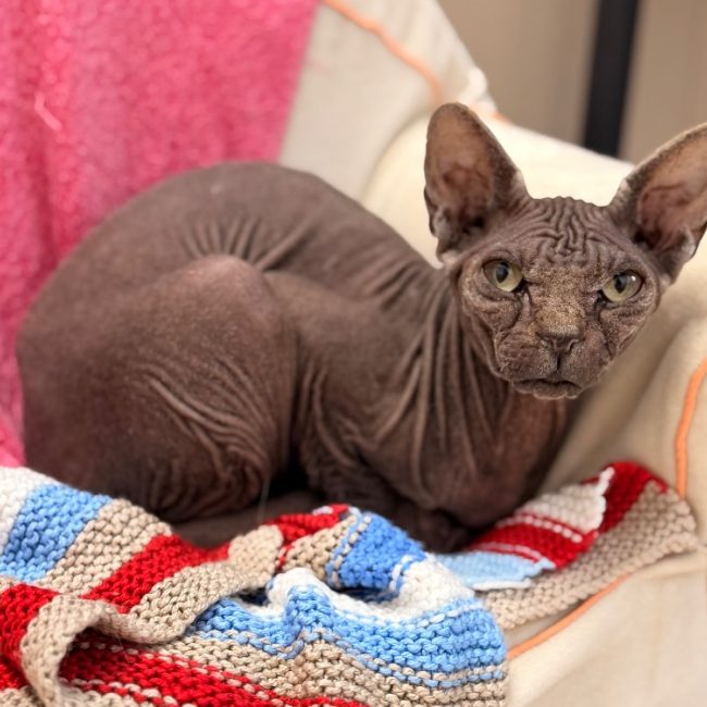 Ubis - Chat Sphynx à adopter