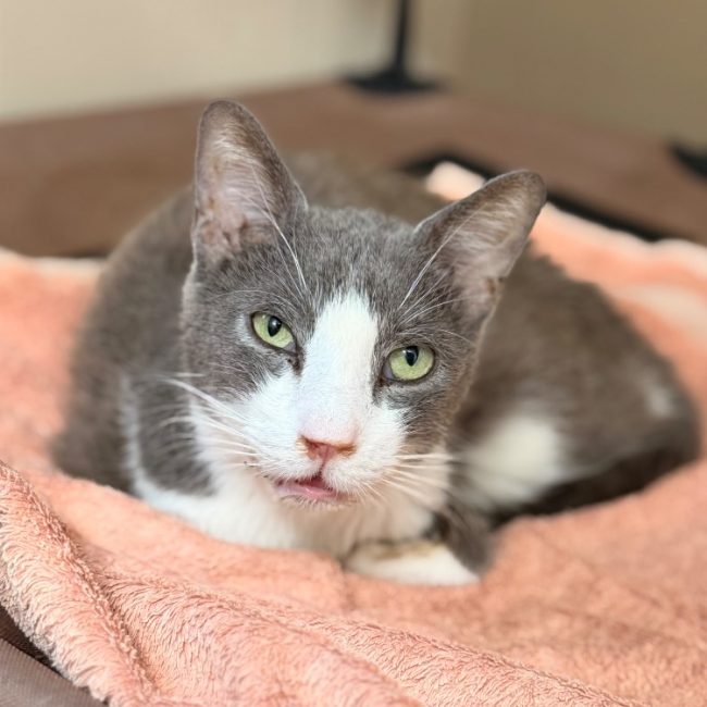Atchoum - Chat Européen à adopter