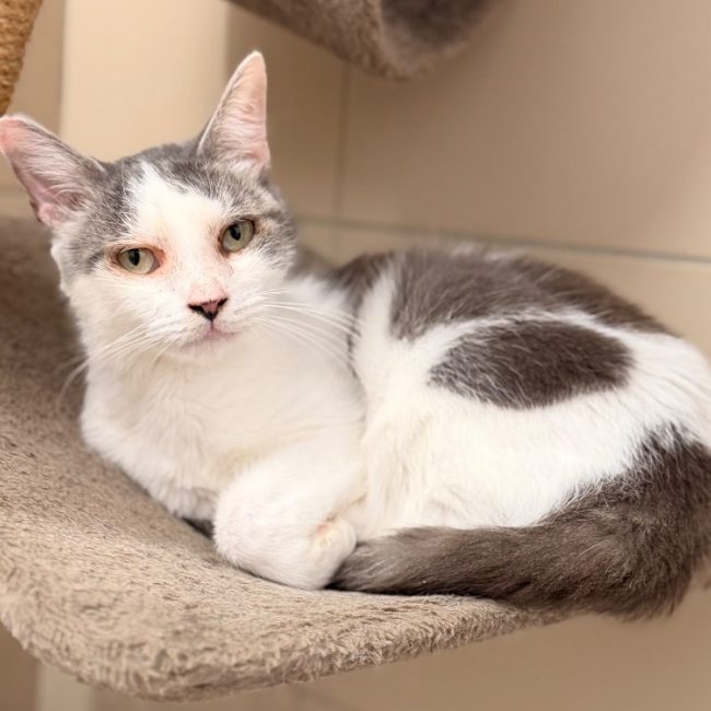 Lana - Chat Européen à adopter