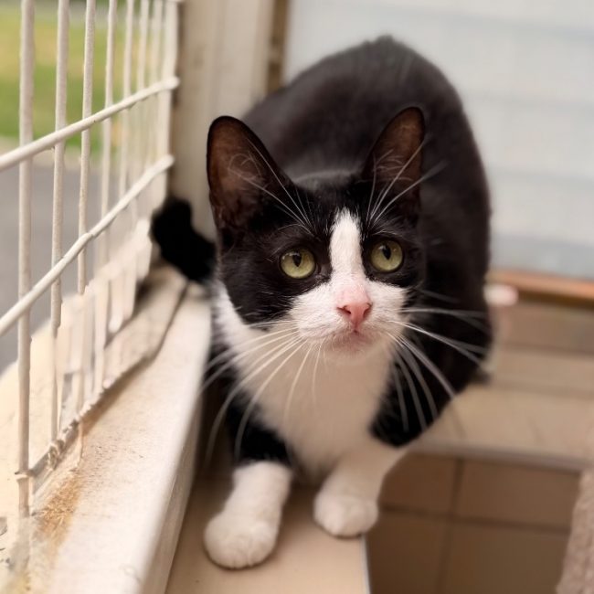 Hélène - Chat Européen à adopter