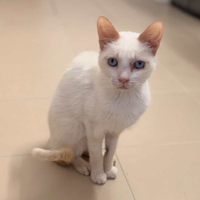 Cameron - Chat Européen à adopter