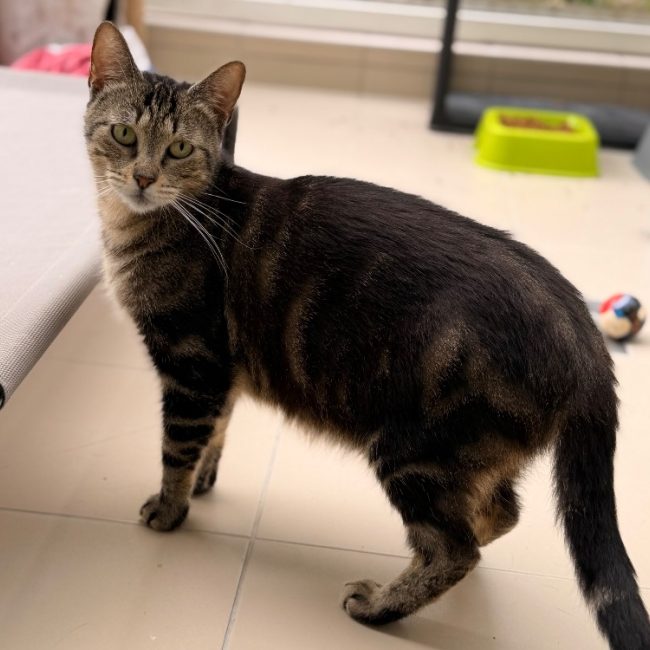 Choupinet - Chat Européen à adopter