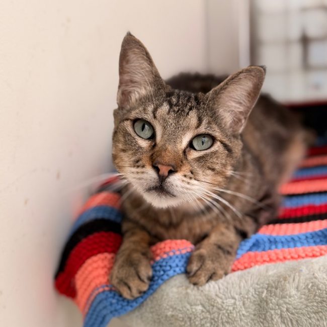 Glouglou - Chat Européen à adopter
