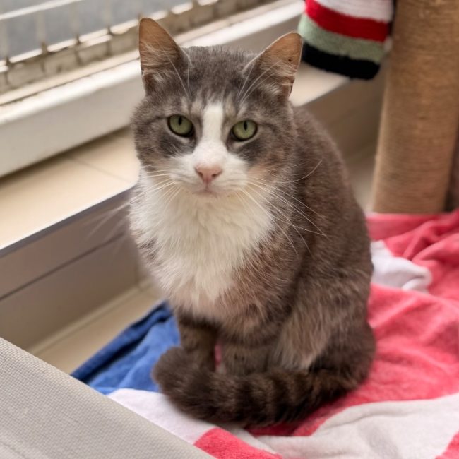 Noisette - Chat Européen à adopter