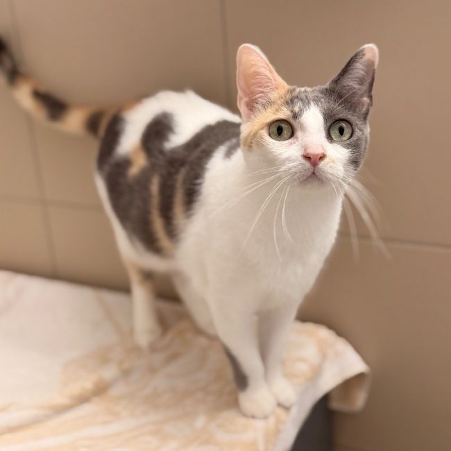 Varleta - Chat Européen à adopter