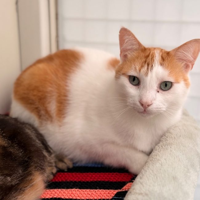 Crunch - Chat Européen à adopter