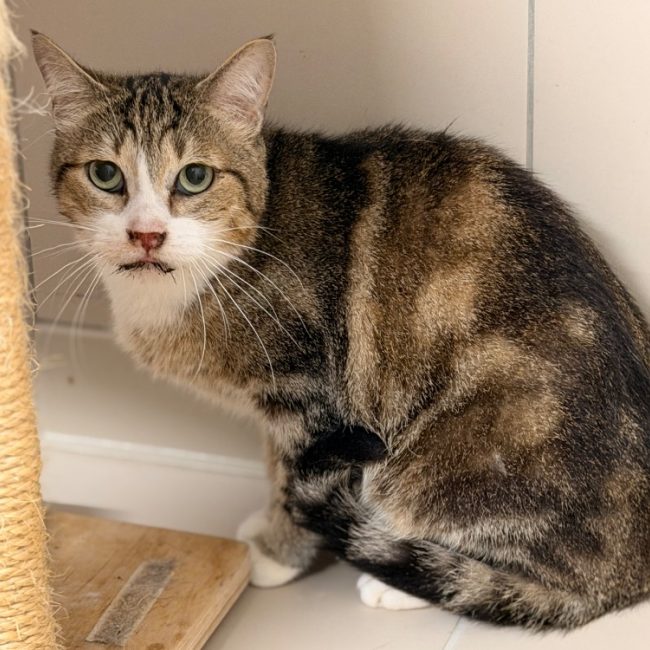 Schreck - Chat Européen à adopter