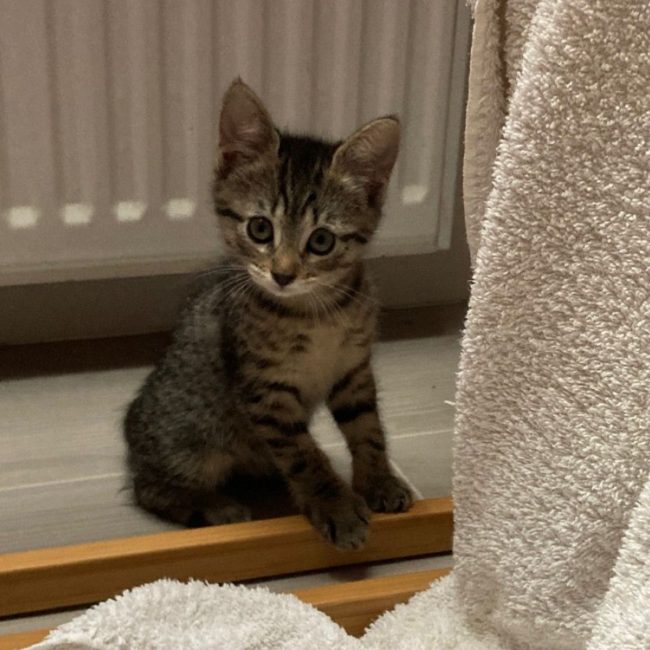 Simplette - Chat à adopter