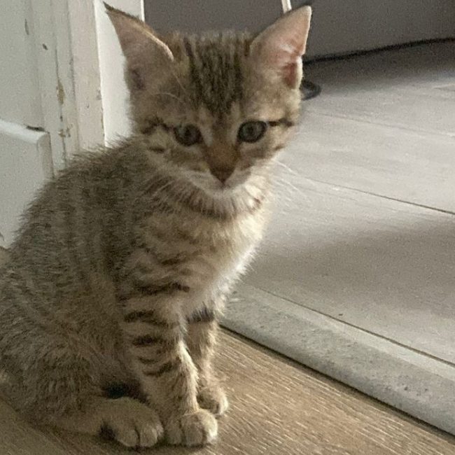 Joyeuse - Chat à adopter