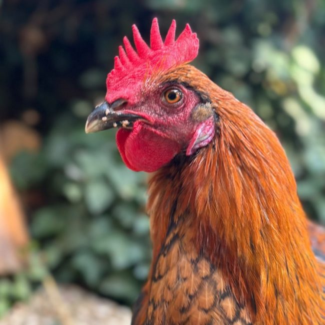 Coq-ard