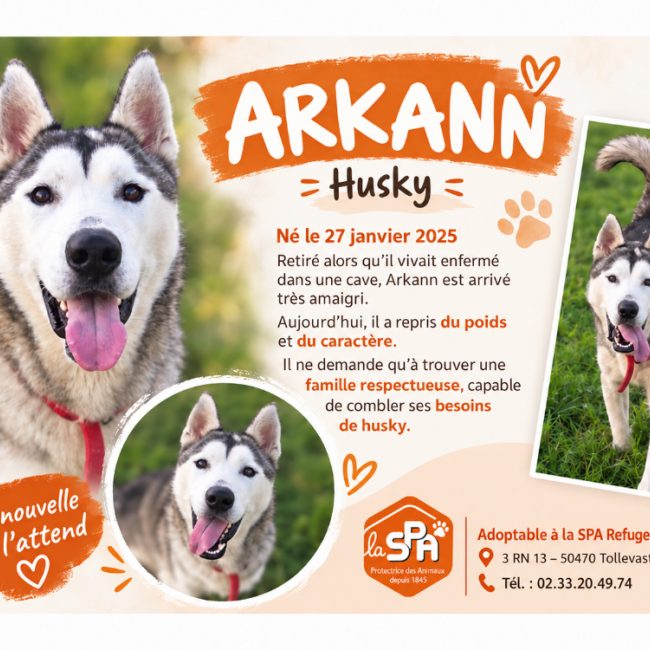 Arkann - Chien Husky Sibérien à adopter