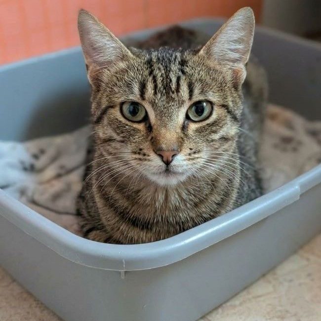 Rena - Chat à adopter