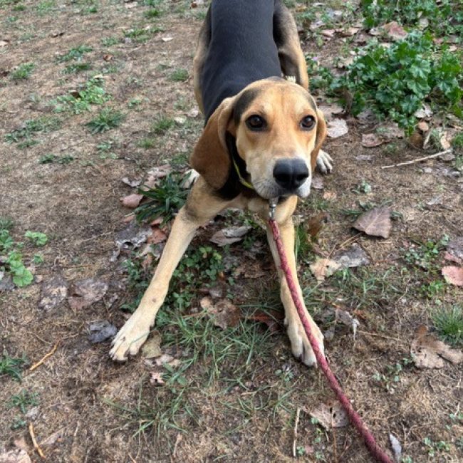Albi - Chien à adopter