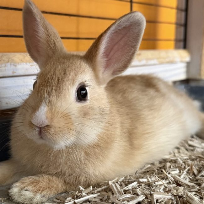 Schtroumpfette - Rongeur Lapin à adopter