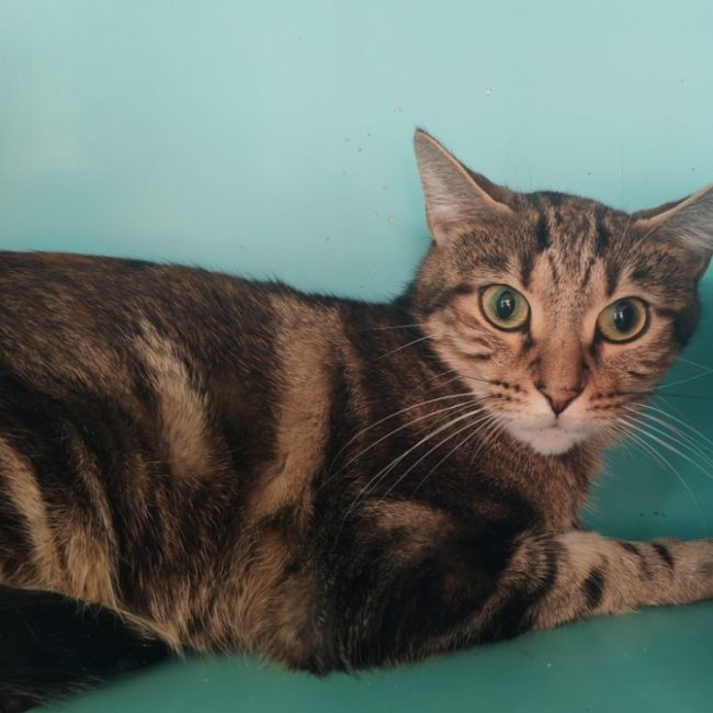 Yuri - Chat Européen à adopter