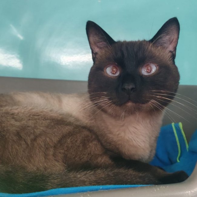 Ragnar - Chat Siamois à adopter