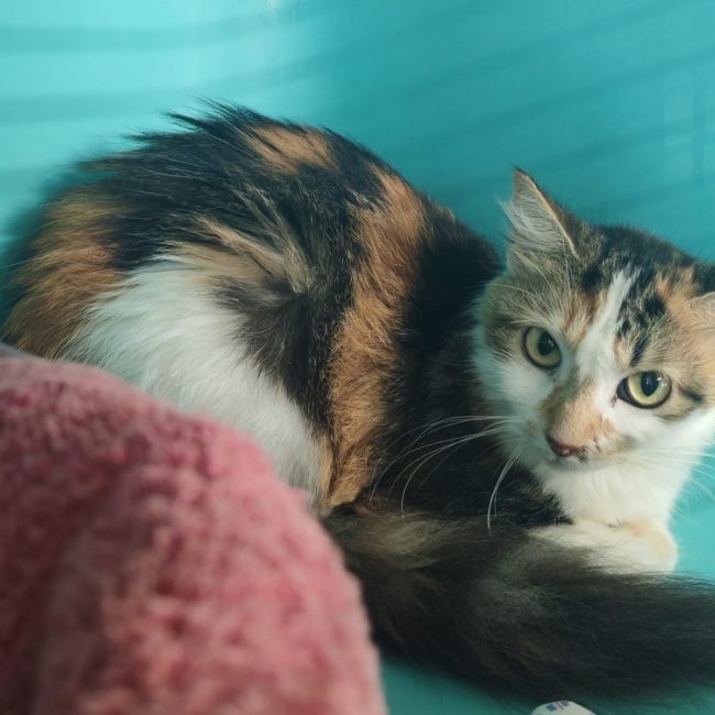 Emmett - Chat Européen à adopter