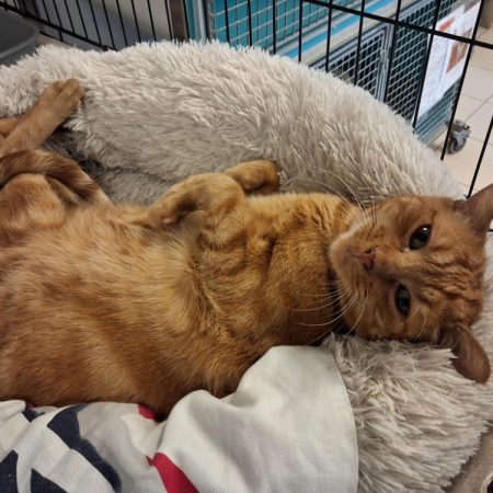 Nuggets - Chat Européen à adopter