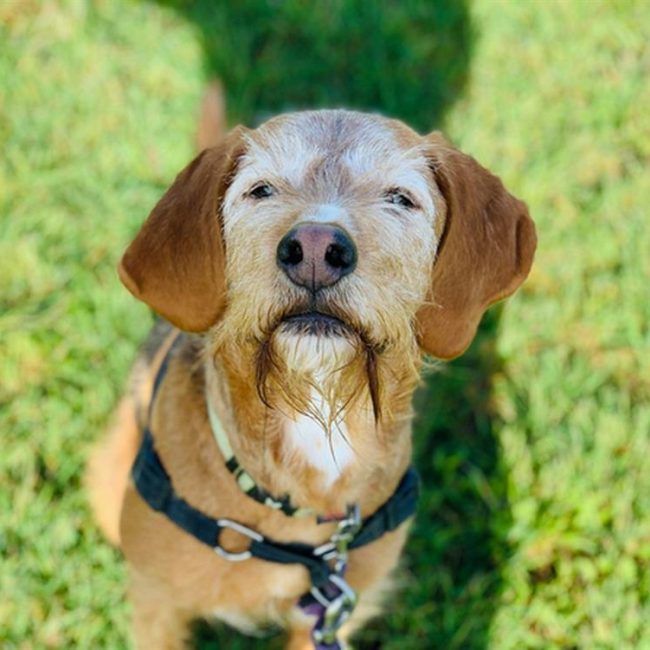 Nobel - Chien Griffon Fauve de Bretagne à adopter