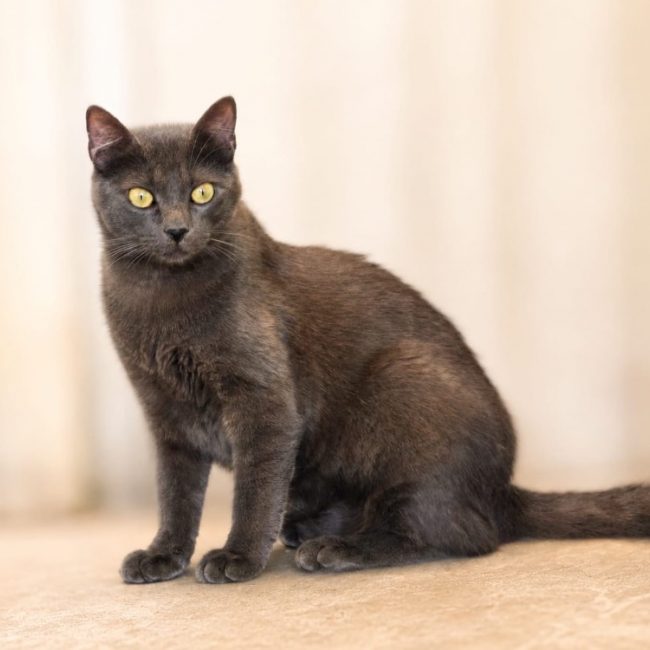 Jiji