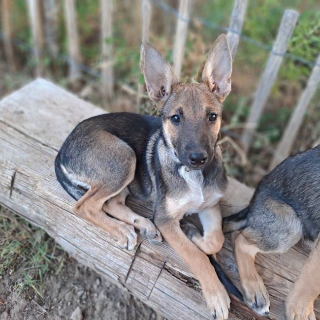 Sookie - Chien Berger Belge Malinois à adopter