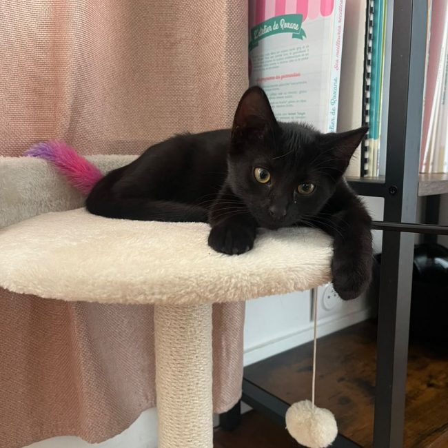 BIBI