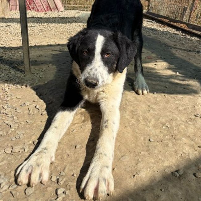 OLYMPIA - Chien à adopter