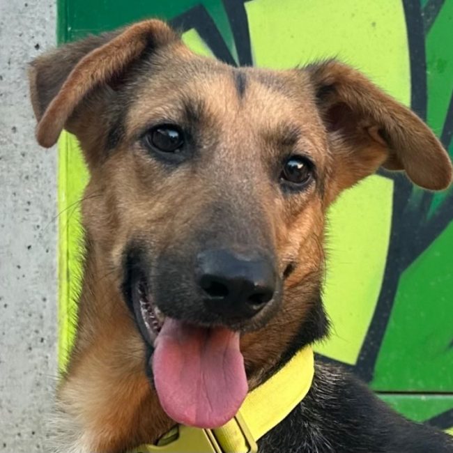 Kyona - Chien à adopter
