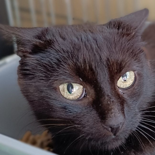 Aela - Chat Européen à adopter