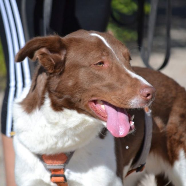 TACO - Chien à adopter