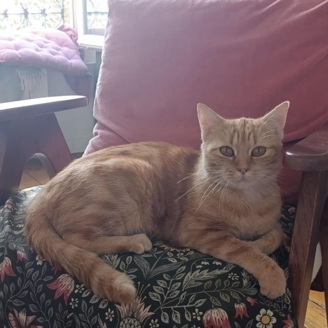Olga - Chat Européen à adopter