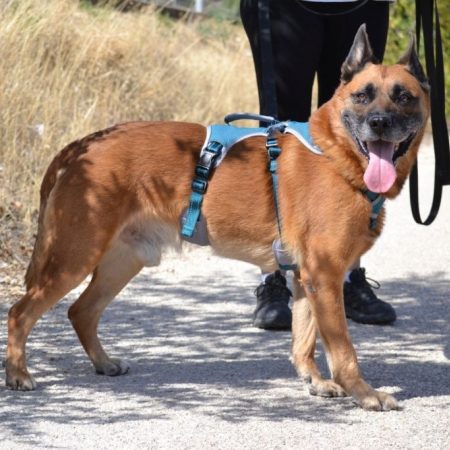 Torrezno - Chien Berger Allemand à adopter