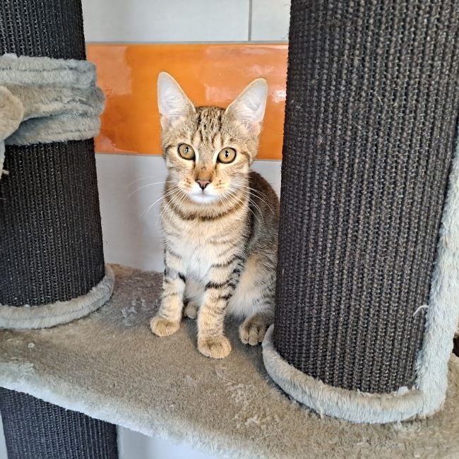 Balzac - Chat Européen à adopter