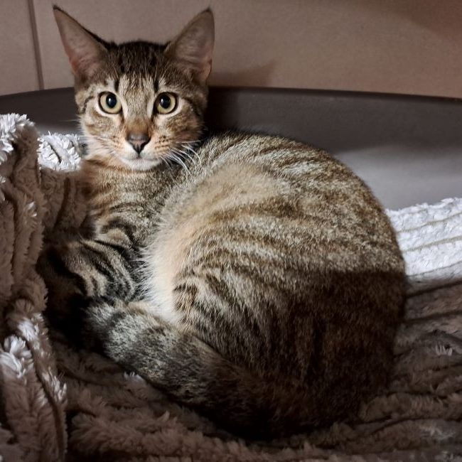 Boba - Chat Européen à adopter