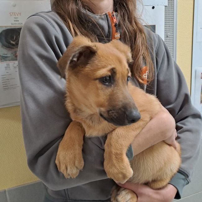 Guimauve réservé - Chien à adopter